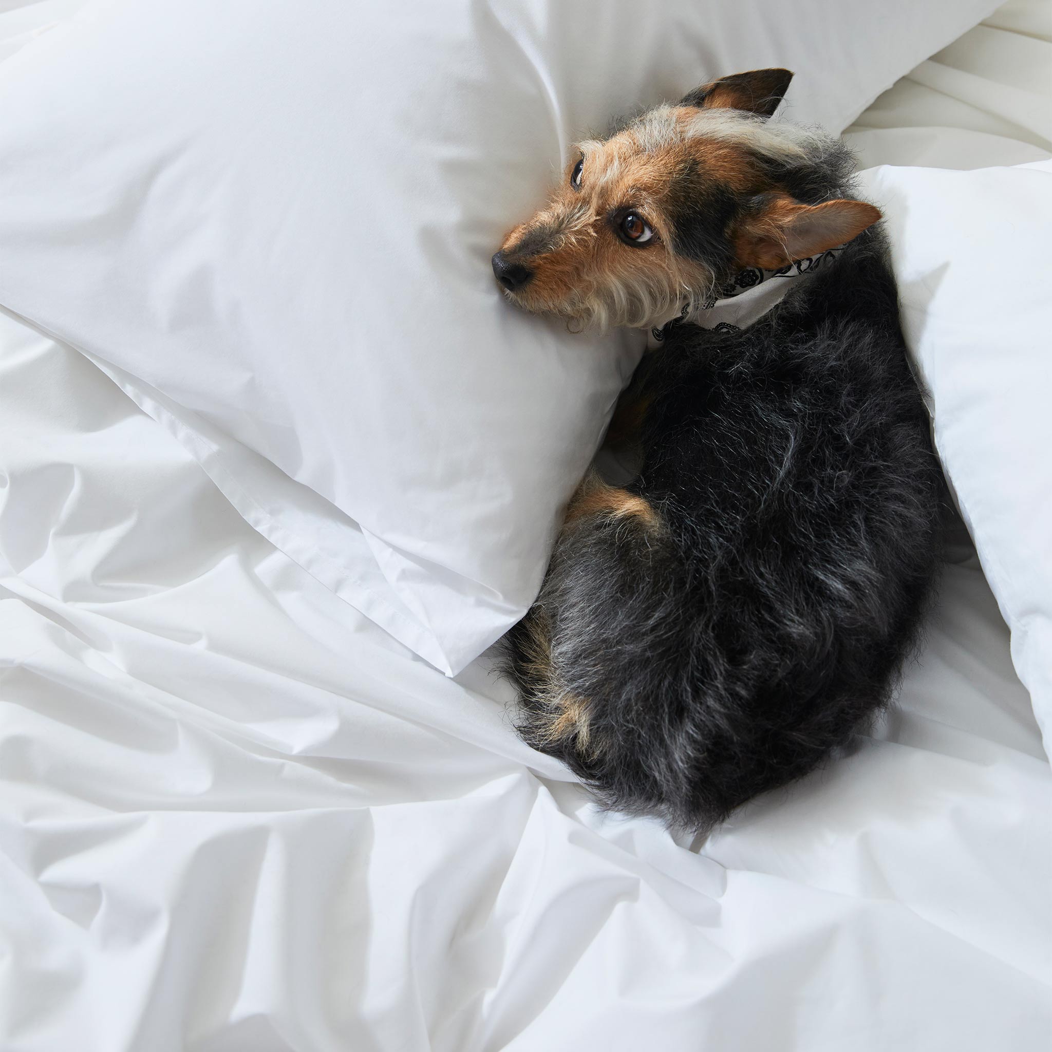 Classic Percale Core Sheet Set S7