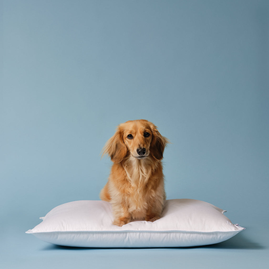 Down Pillow R9