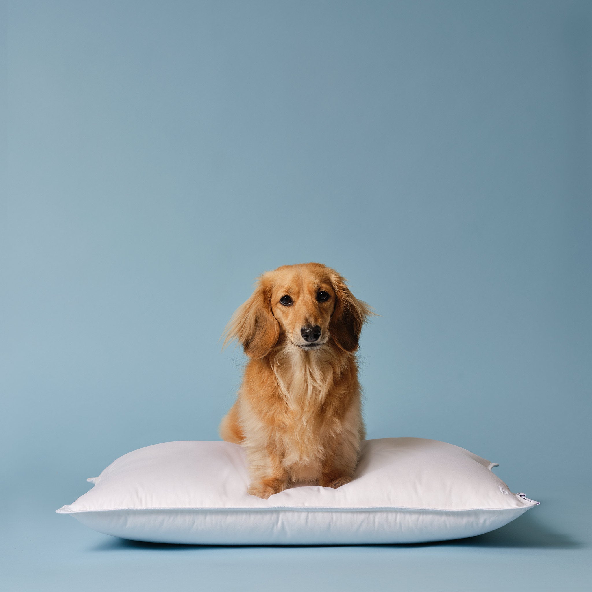 Down Pillow R9