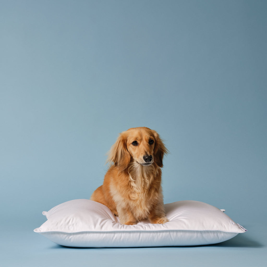 Down Pillow R9