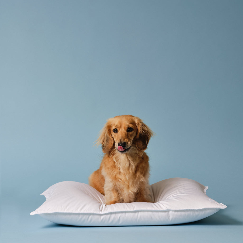 Down Pillow R9
